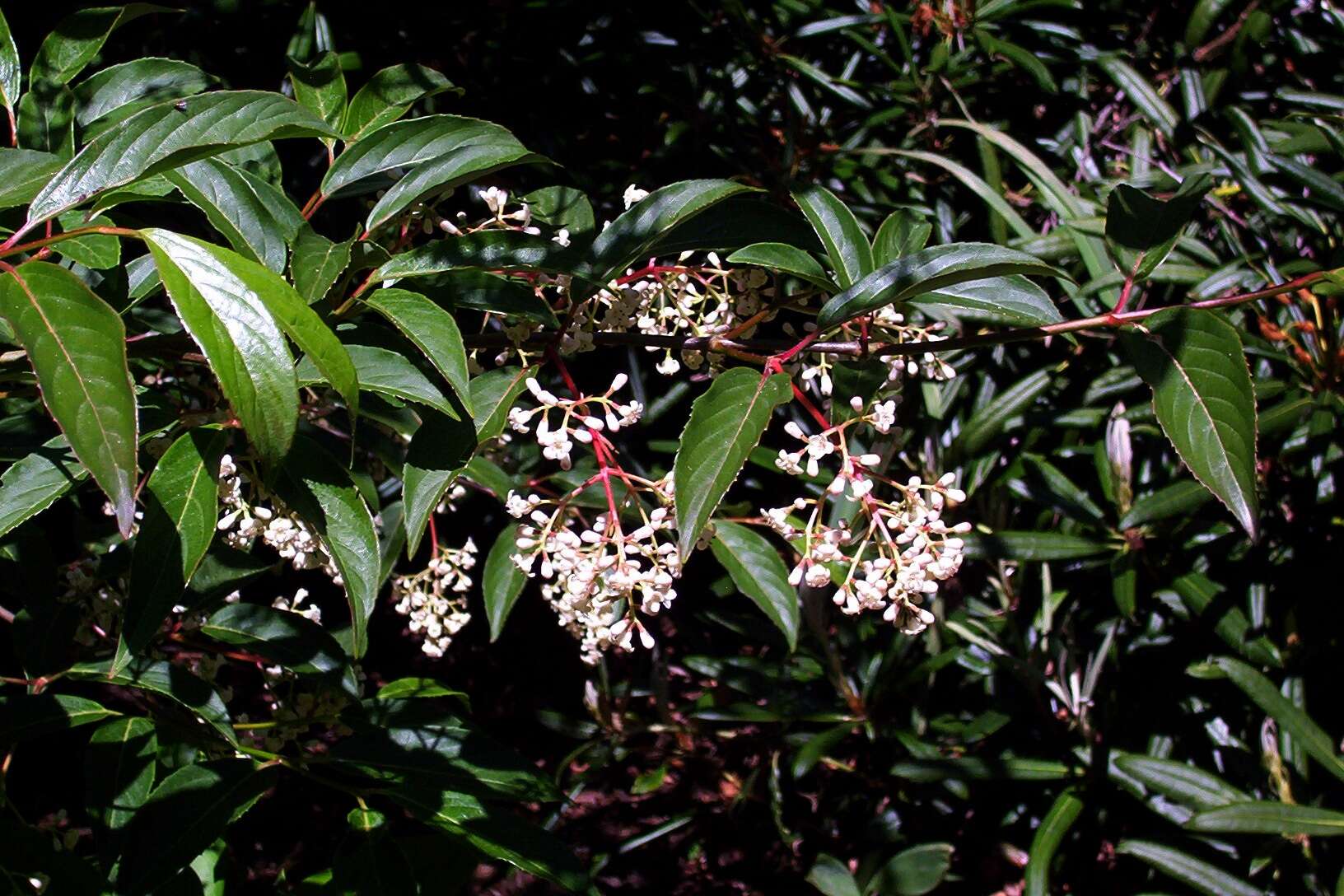 Image of Reddish viburnum