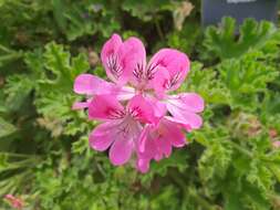 Image of rose scented geranium