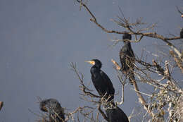 Image of Black Shag