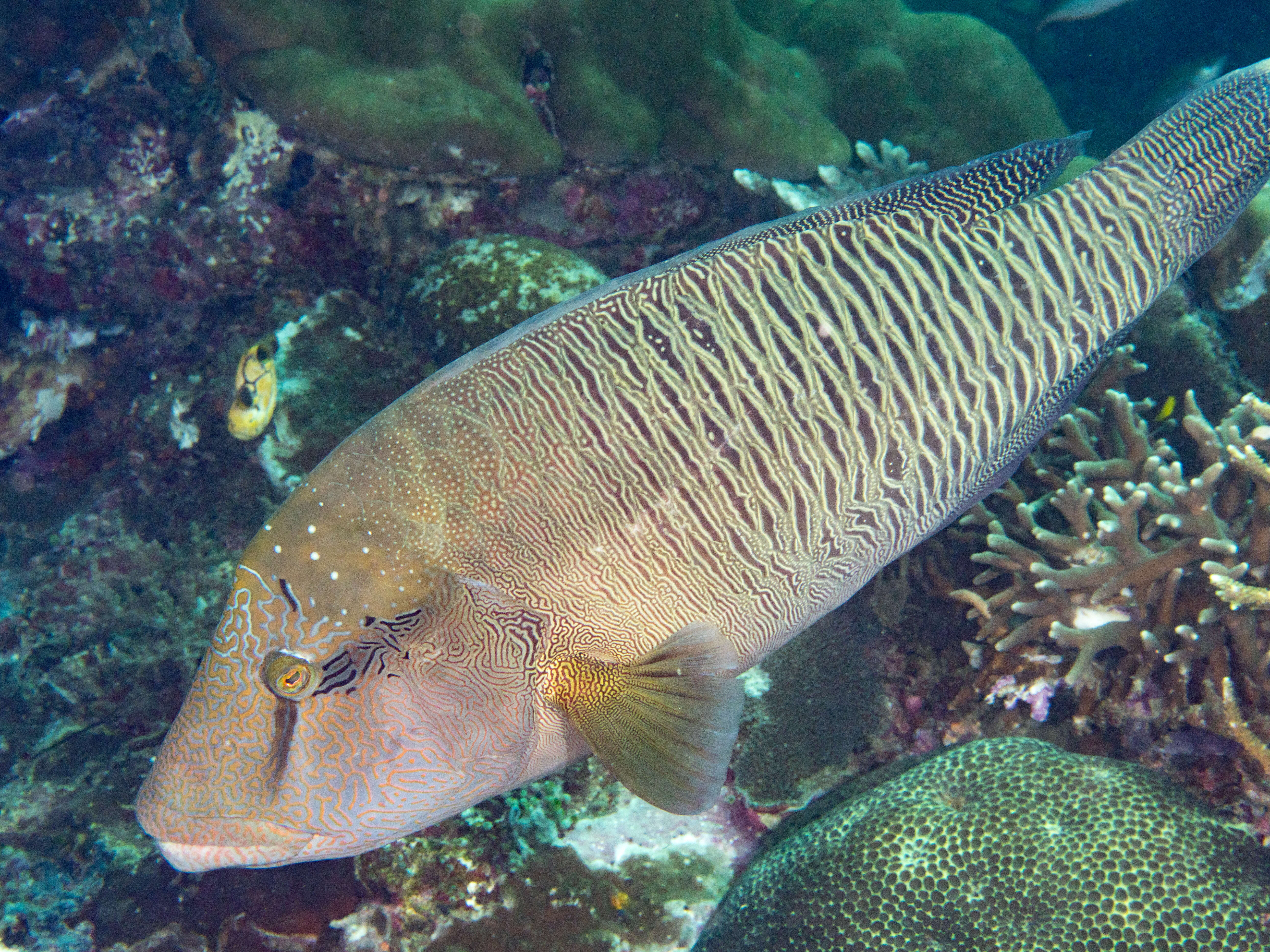 Image of Giant Wrasse