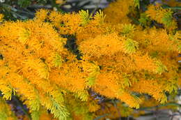 صورة Nuytsia