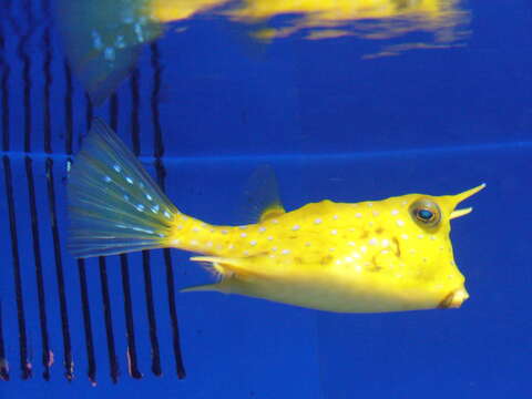 Image of Longhorn cowfish