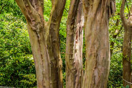 Image of Crape myrtle