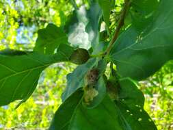 Image of Bur Oak