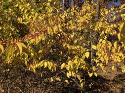 Image of Amur honeysuckle