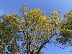 Image of black locust