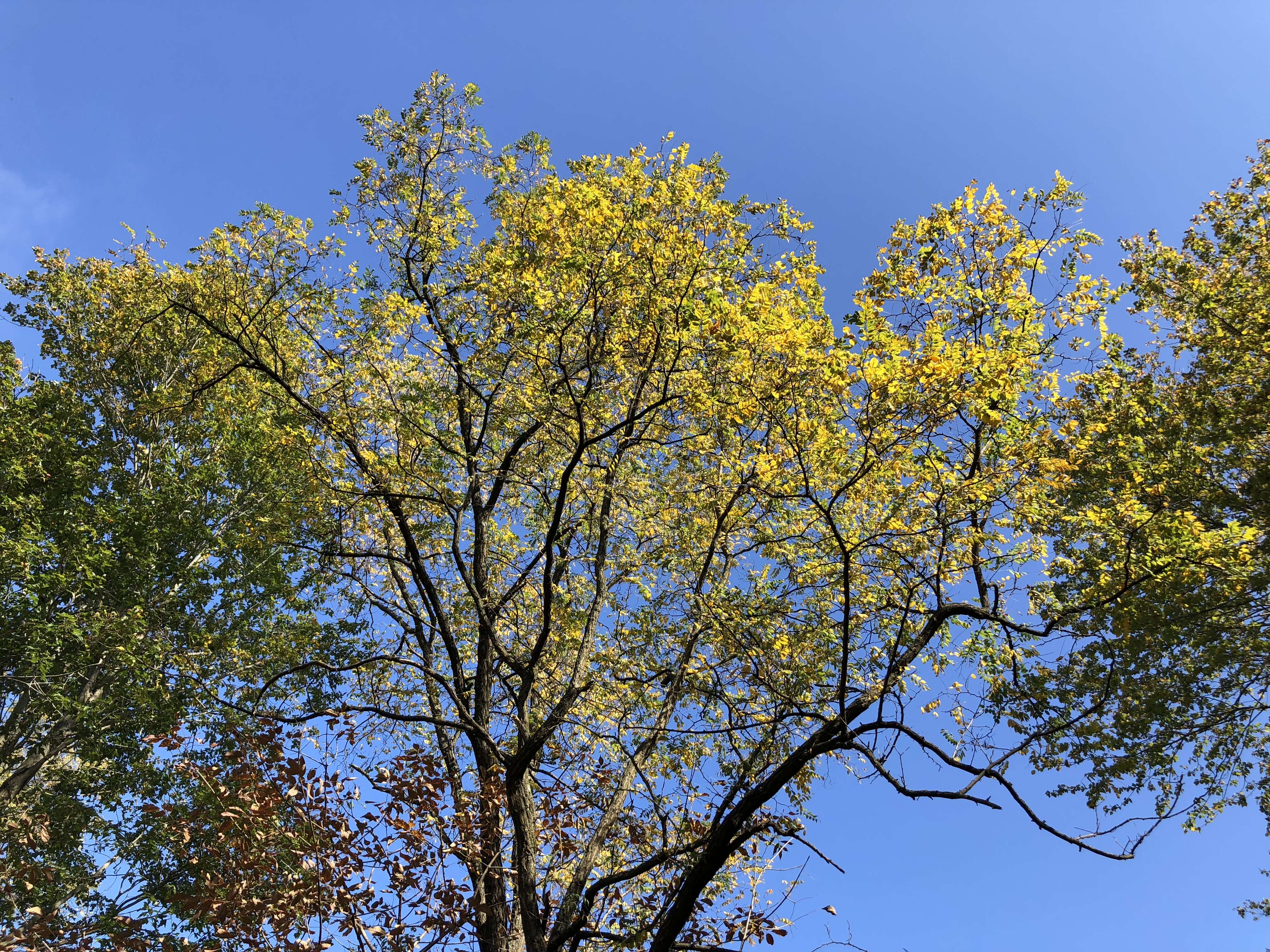 Image of black locust