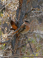 Image of Eversmann's Redstart