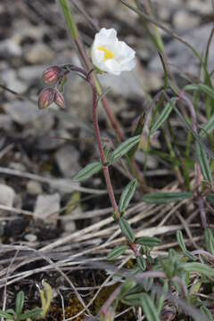 Image of White Rock-rose