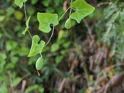 Image of ivy gourd