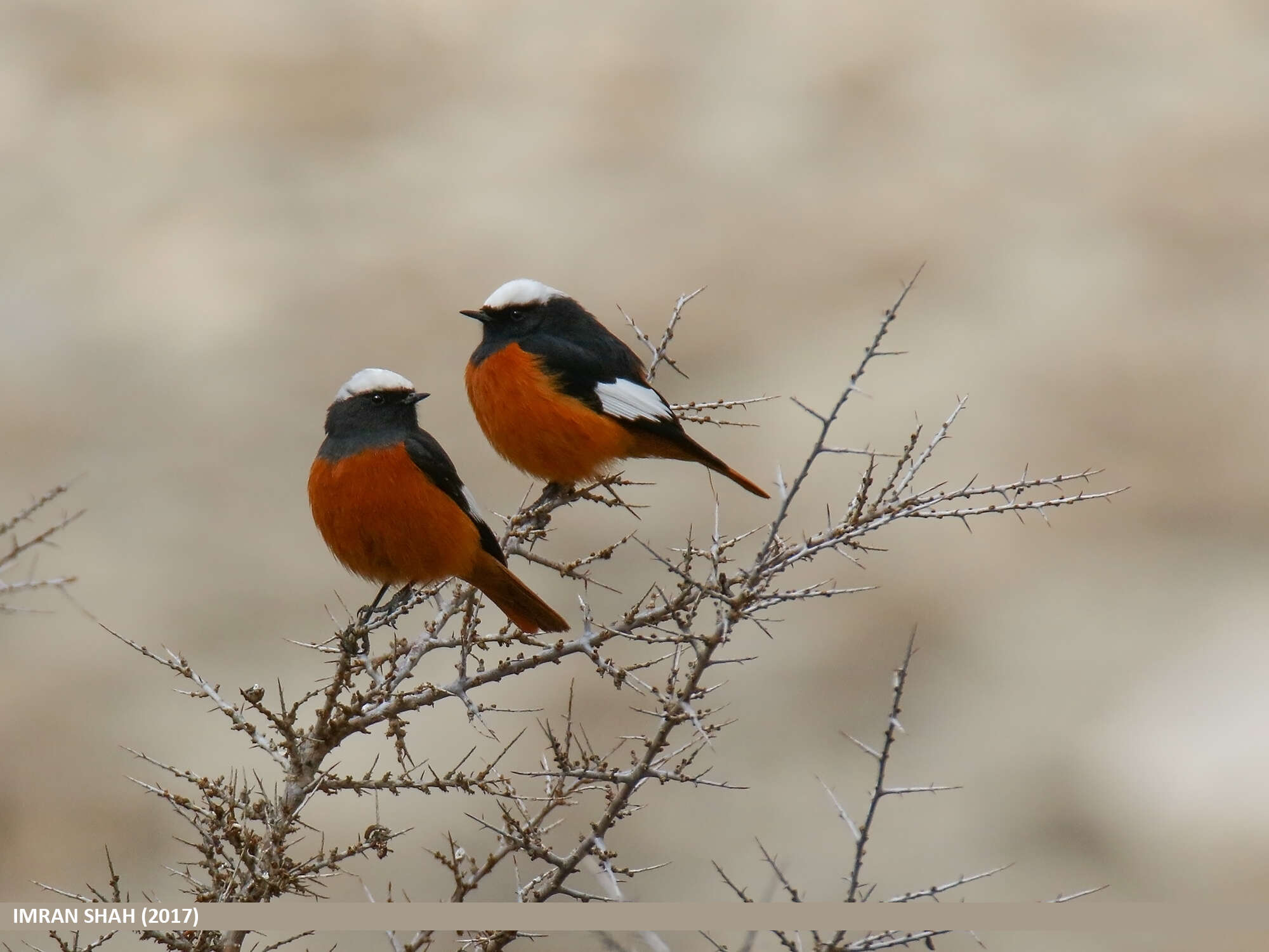 Image of Güldenstädt's Redstart