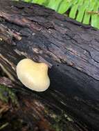 Image of Crepidotus mollis (Schaeff.) Staude 1857