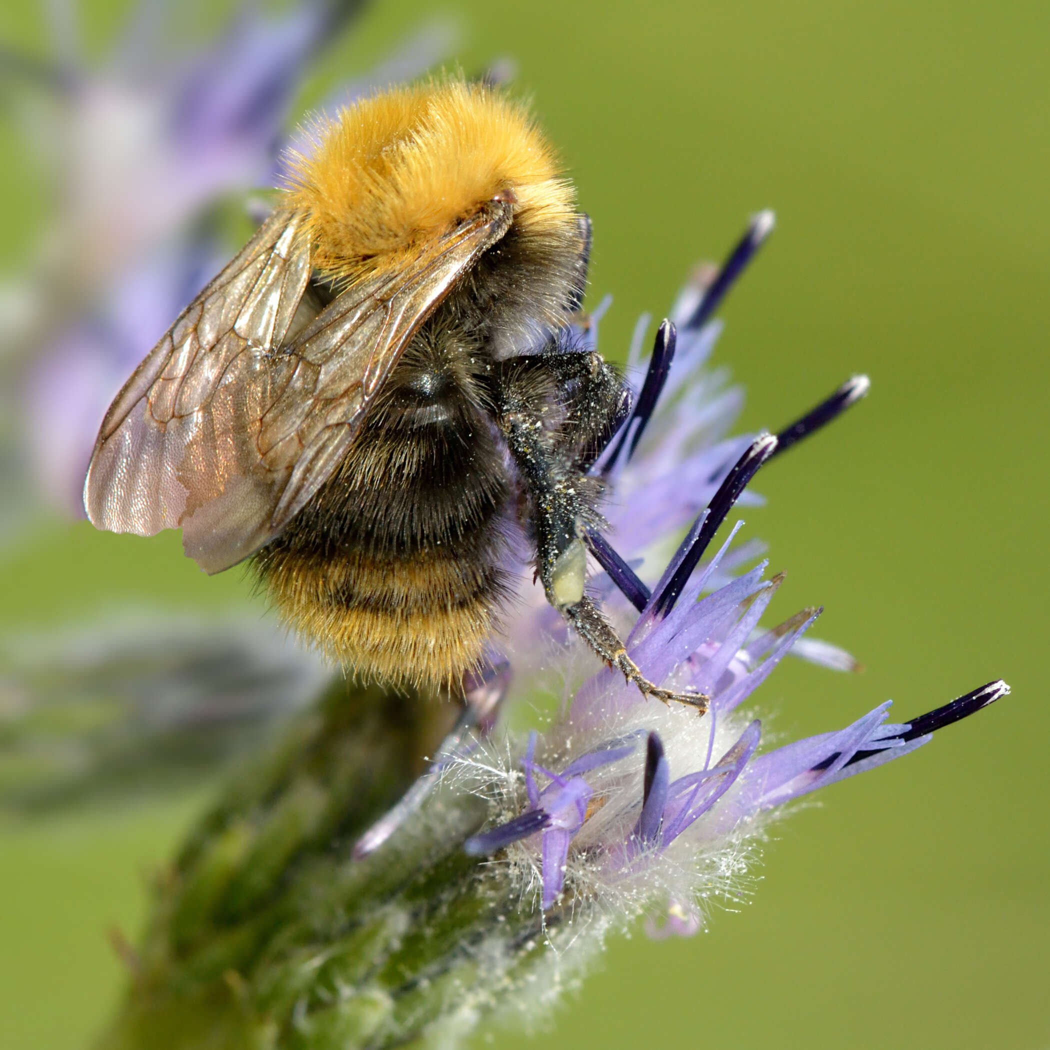 صورة Saussurea alpina (L.) DC.