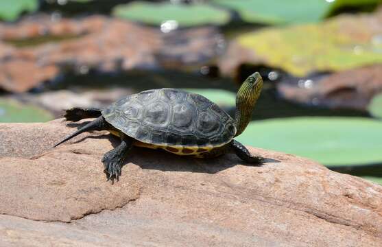 Image of Chinese Stripe-necked Turtle