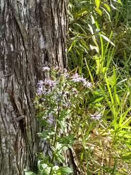 Image of Marsh American-Aster