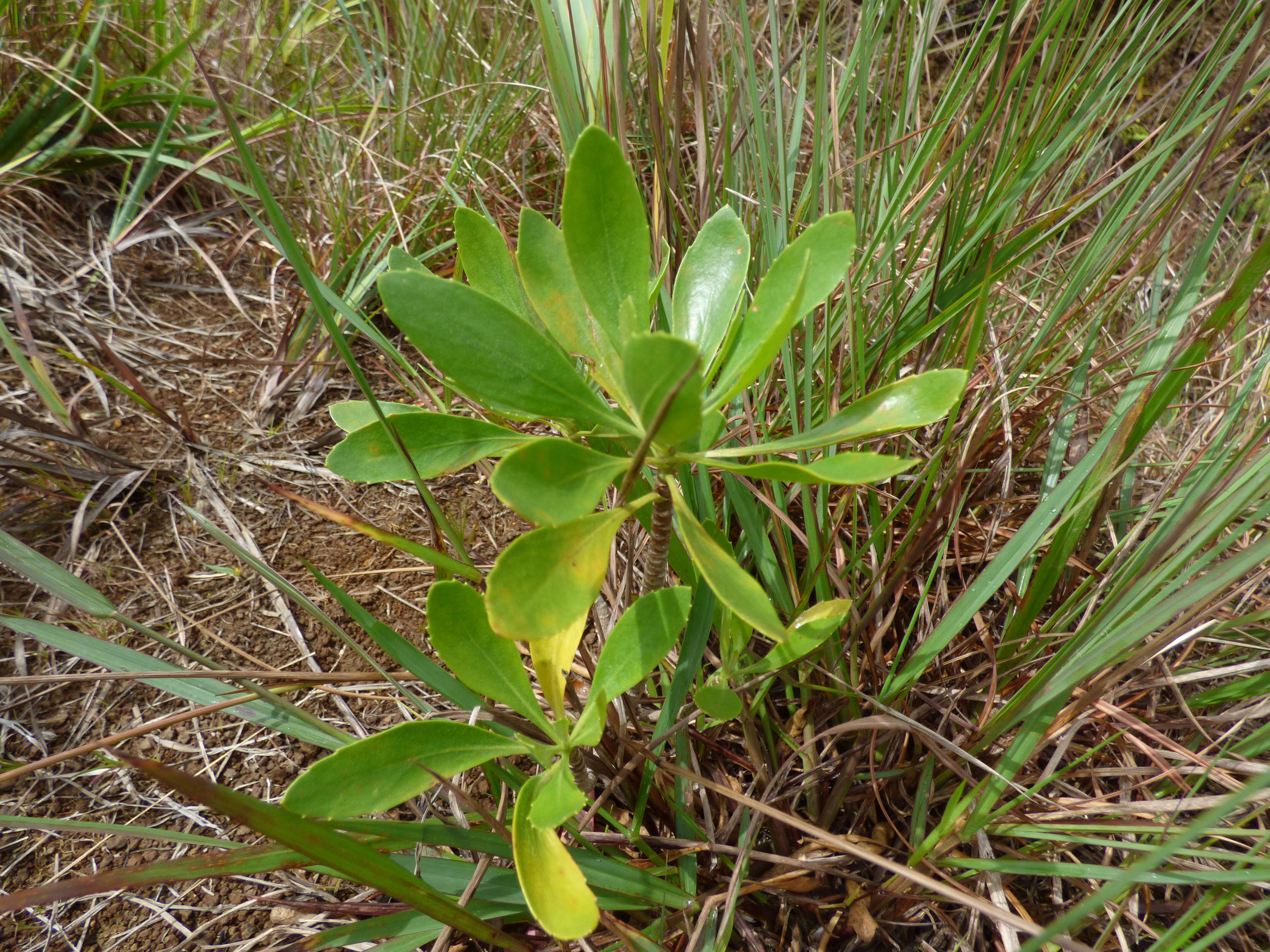 Image of ridgetop naupaka