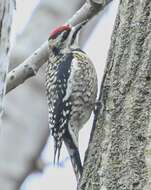 Image of Sapsucker