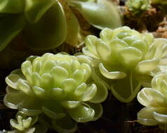 Imagem de Pinguicula esseriana B. Kirchner