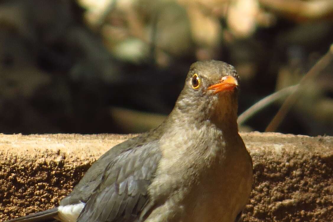 Image of Indian Blackbird