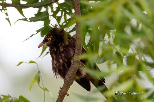 Image of Large Grey Babbler