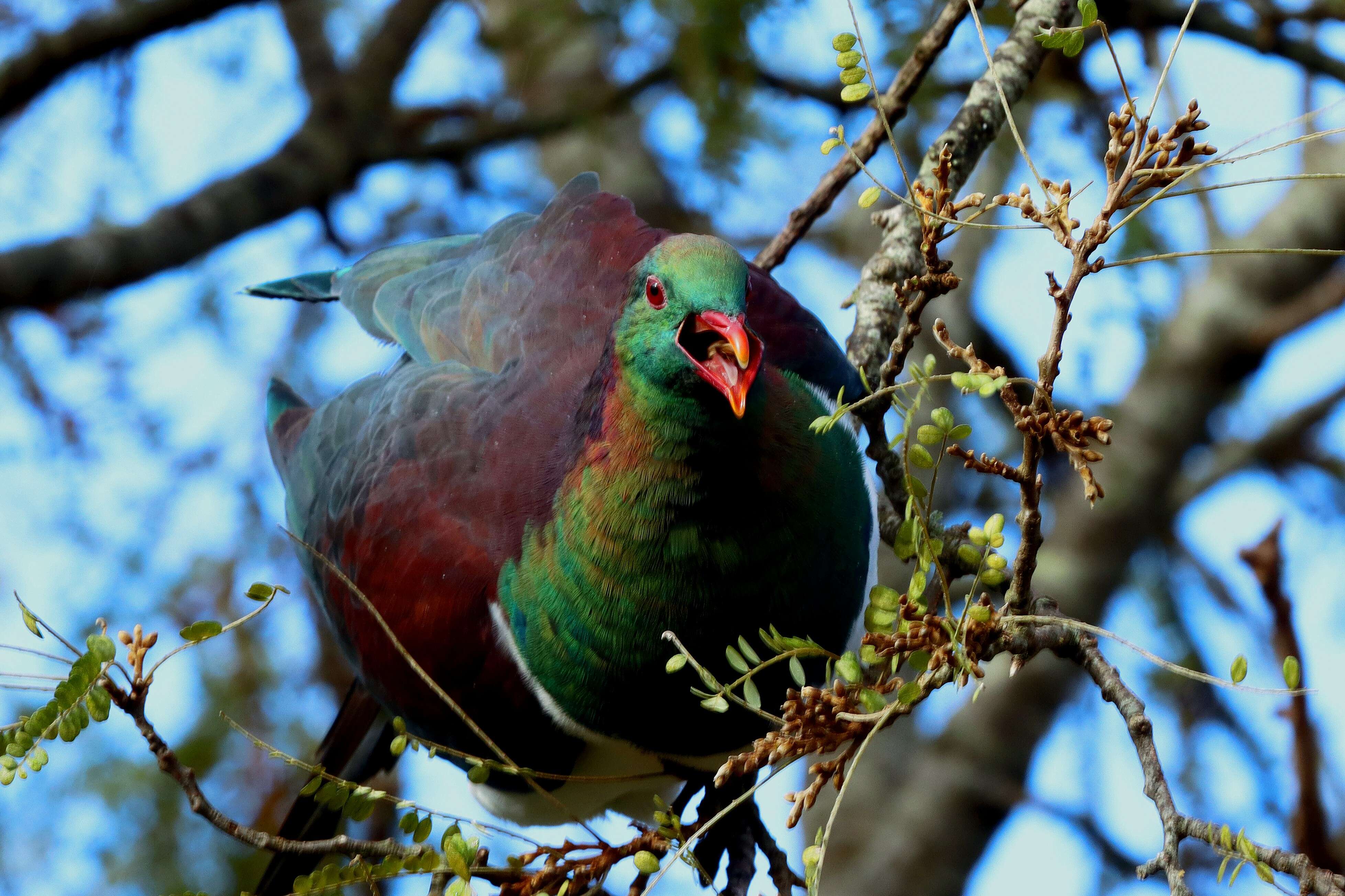 Image of Kererū