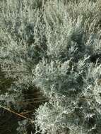 Sivun Artemisia maritima kuva