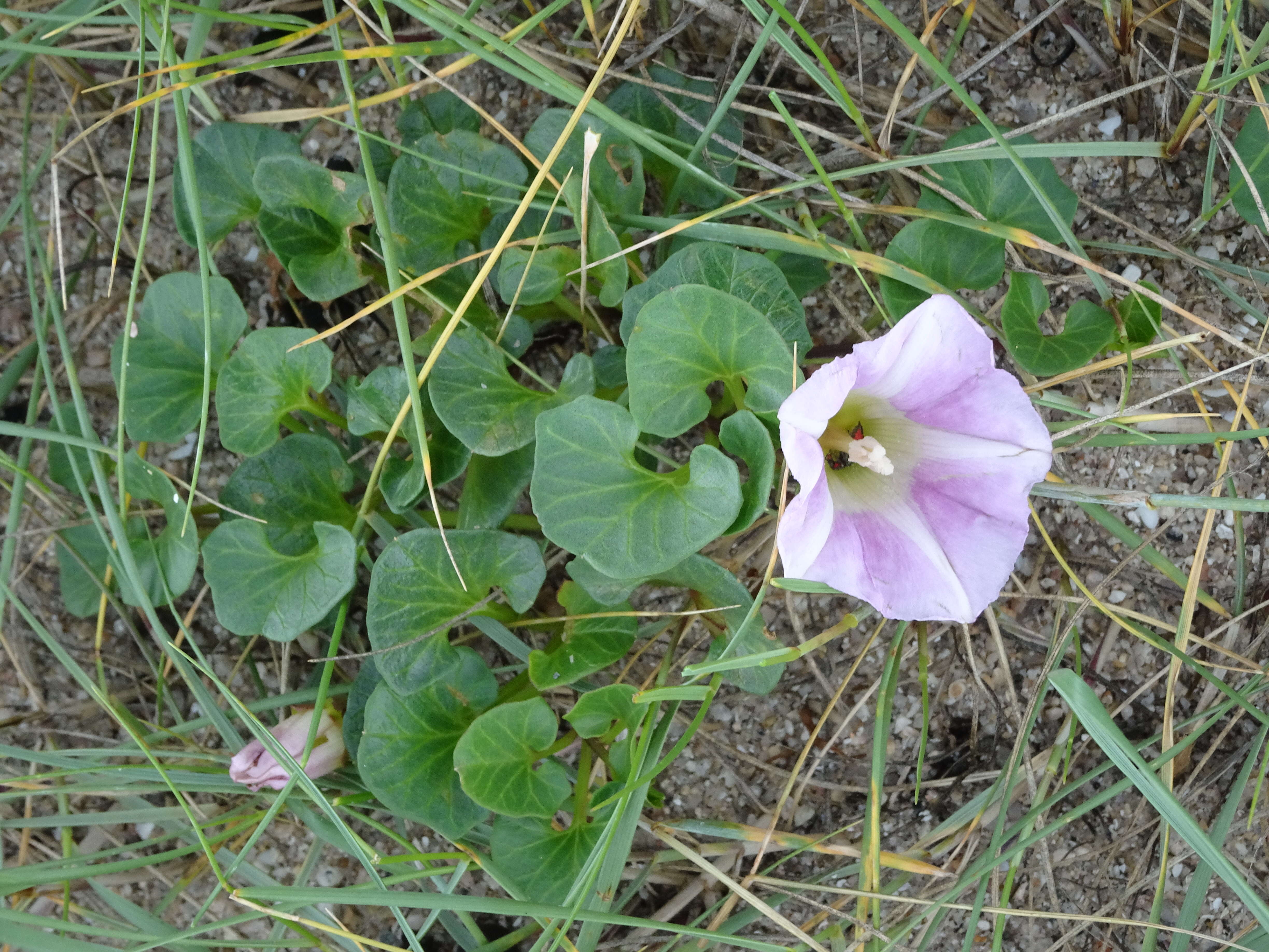 Plancia ëd Calystegia soldanella (L.) R. Br.