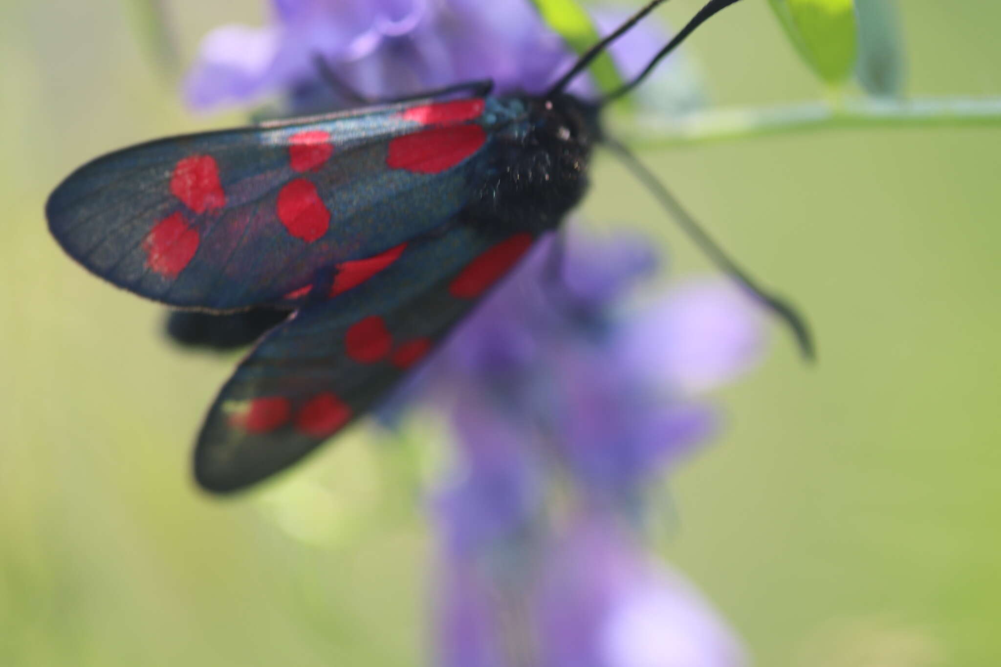 Image of six-spot burnet