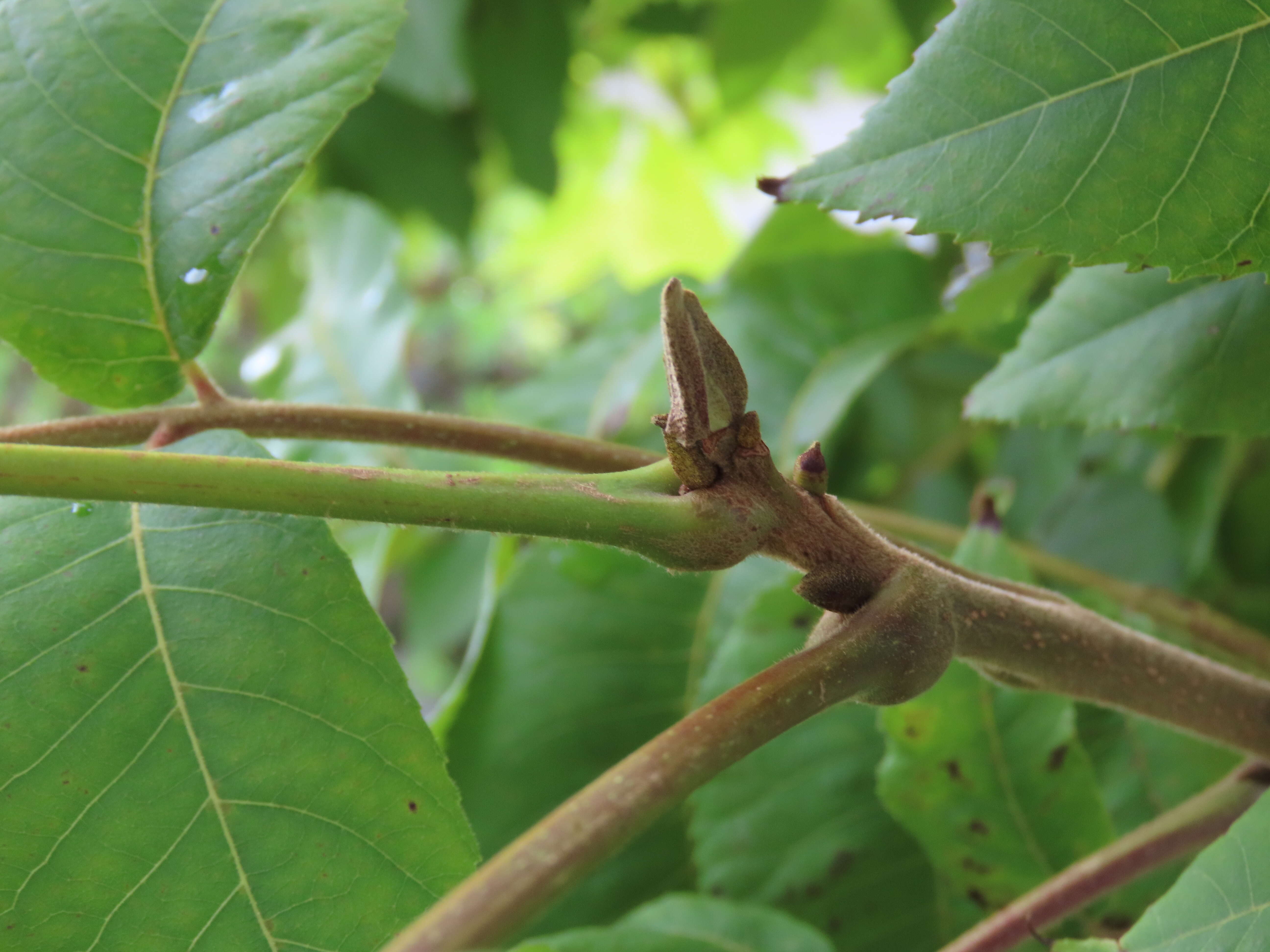 Image of Carya illinoinensis