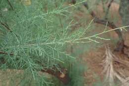 Image of Canary Island tamarisk