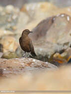 Image of Brown Dipper