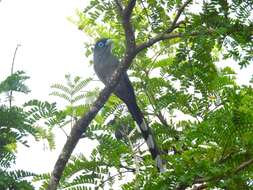 Image of Blue-faced Malkoha