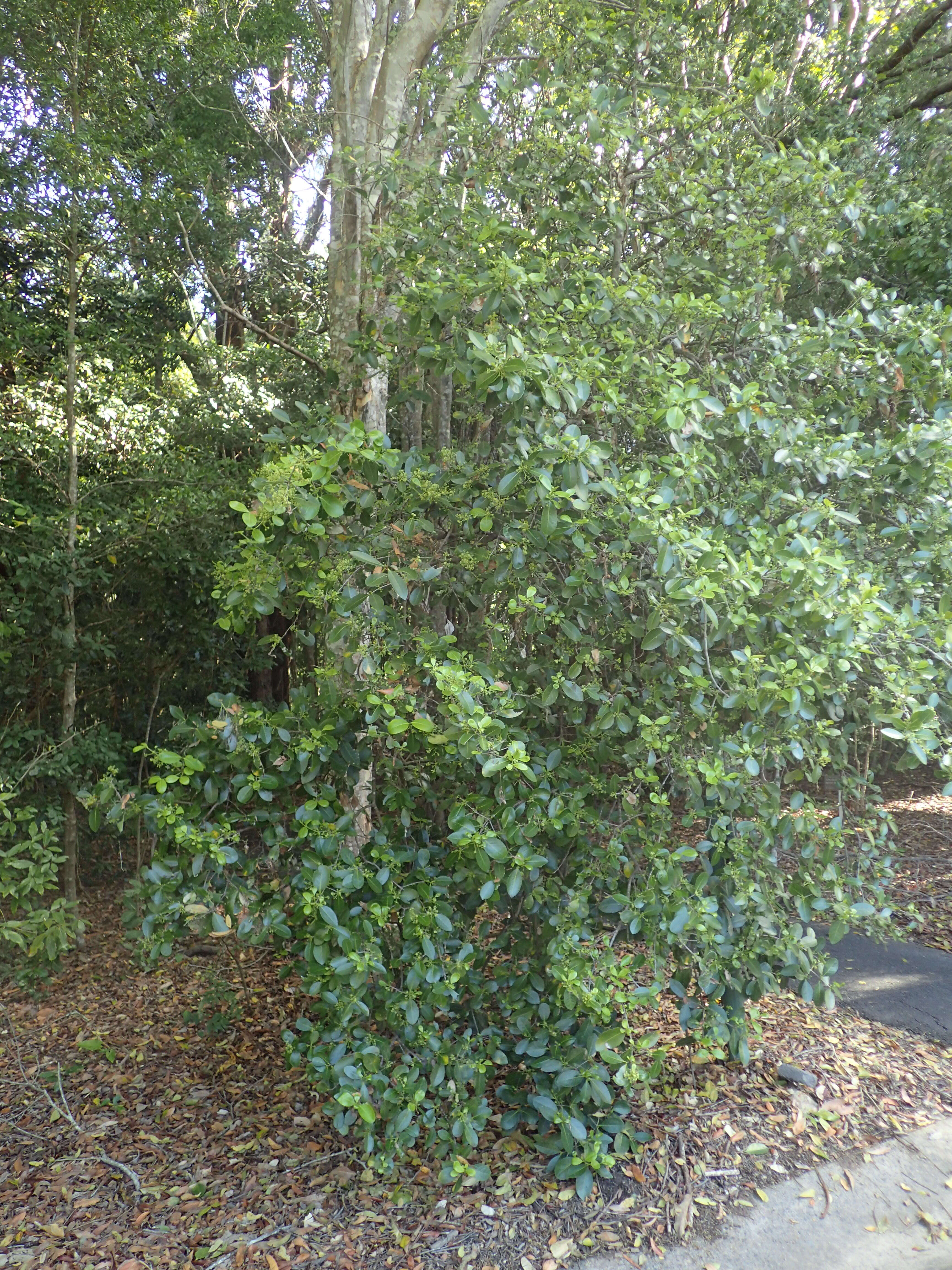 Image of Elaeodendron australe Vent.