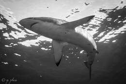 Image of Caribbean Reef Shark