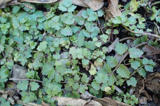 Image of Fool's-Watercress