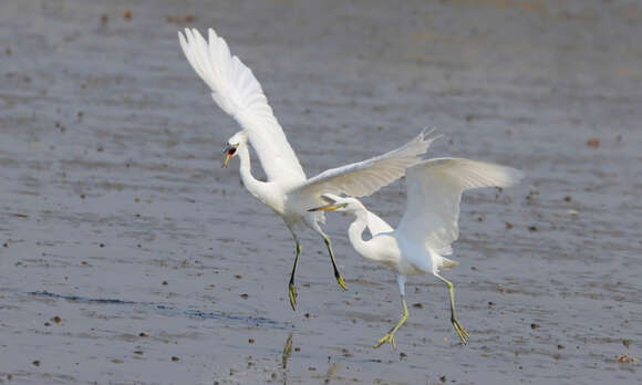 Imagem de Egretta eulophotes (Swinhoe 1860)