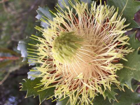 Image of Banksia heliantha A. R. Mast & K. R. Thiele