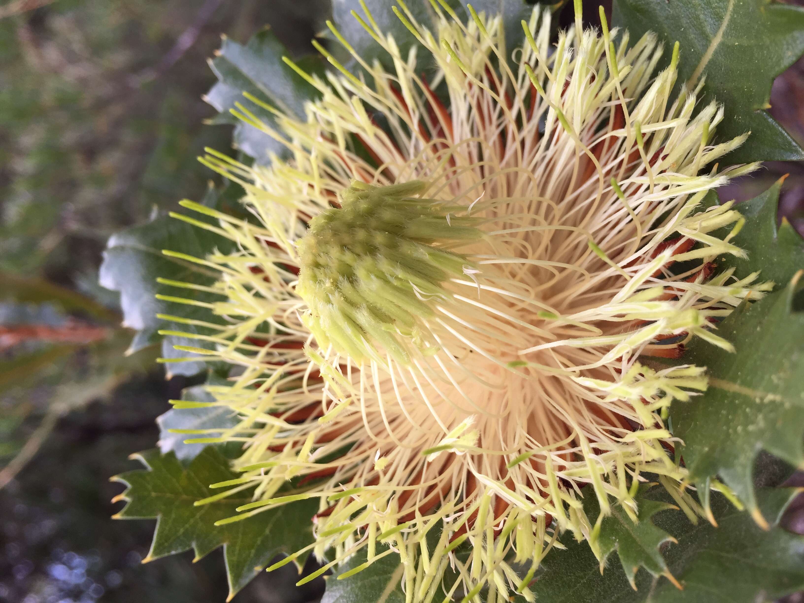 Image of Banksia heliantha A. R. Mast & K. R. Thiele