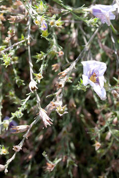 Image of broom cupflower