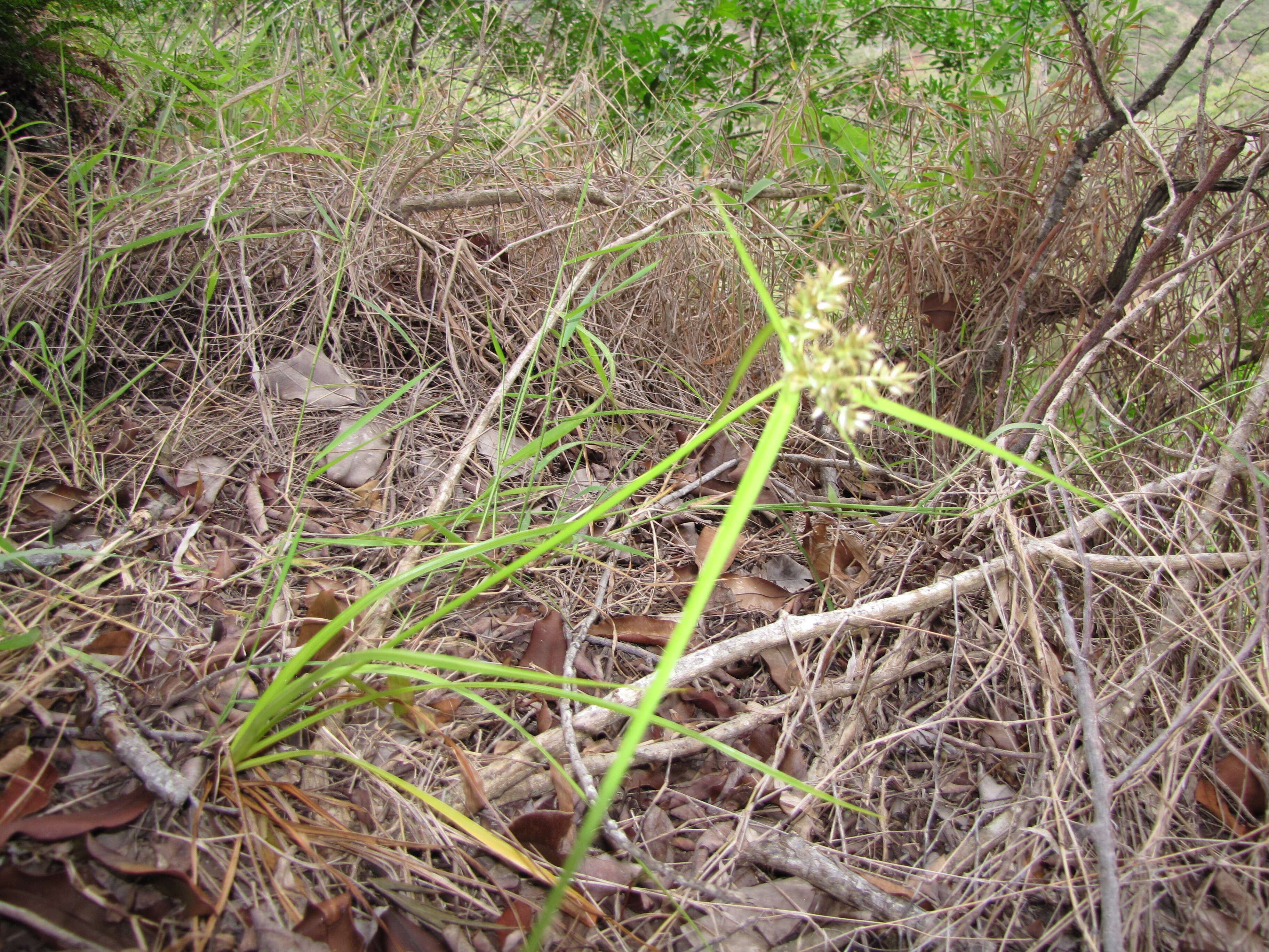 Image de Cyperus hillebrandii Boeckeler