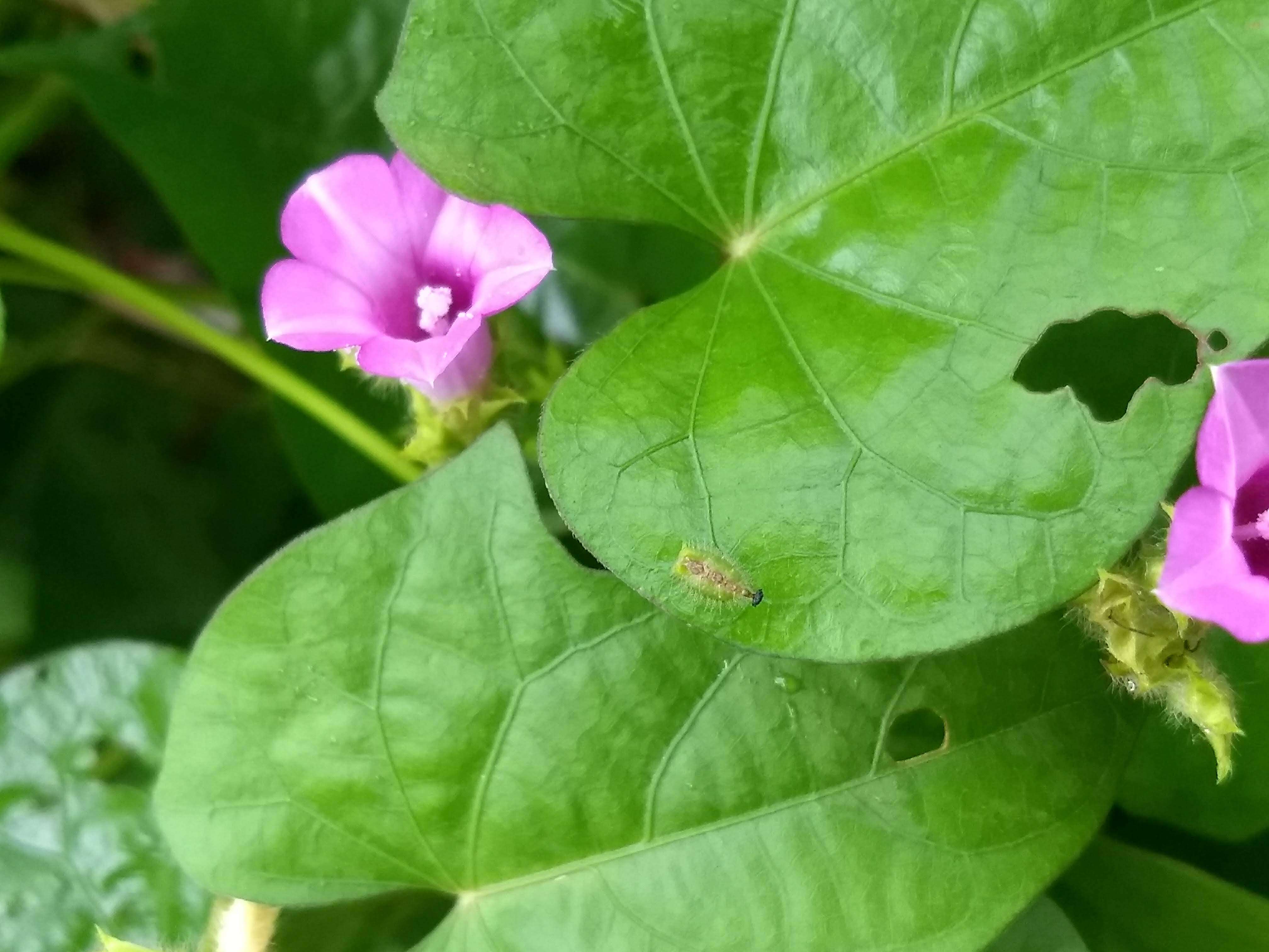 Plancia ëd Ipomoea triloba L.