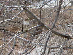 Image of Red-tailed Hawk