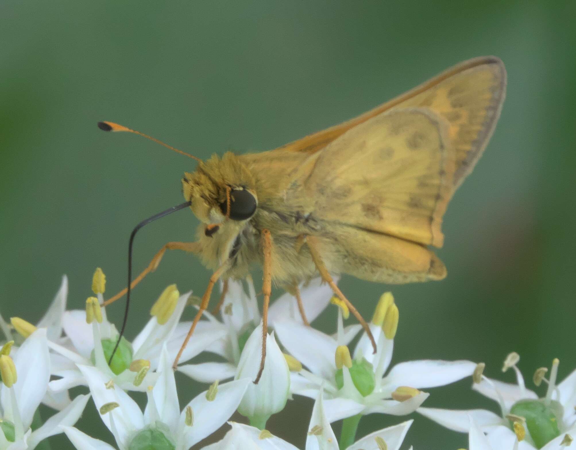 Atalopedes campestris Boisduval 1852 resmi