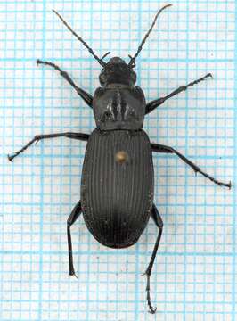 Image of Pterostichus (Platysma) niger (Schaller 1783)