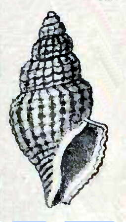 Image of Propebela fidicula (Gould 1849)