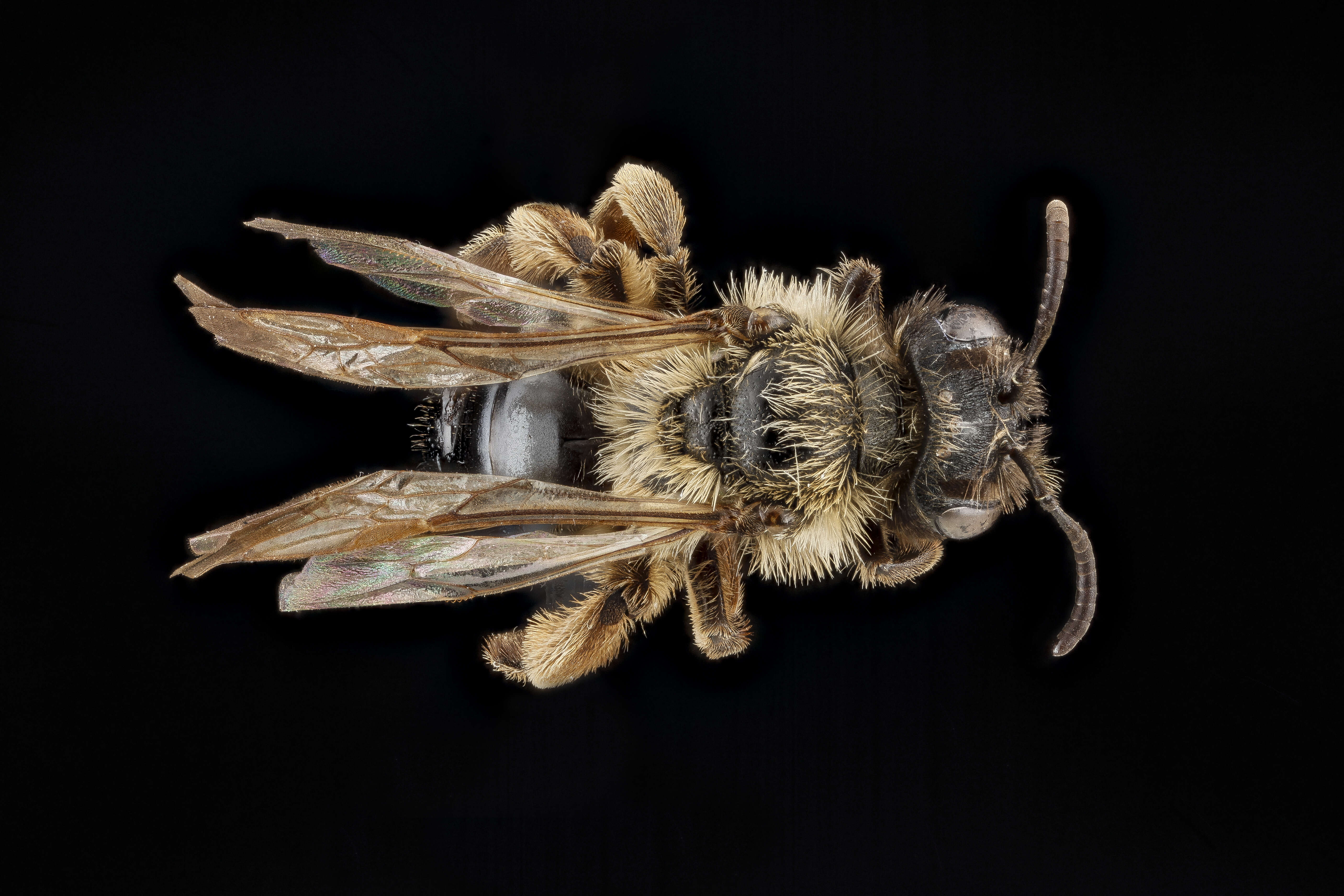 Image of Andrena merriami Cockerell 1901