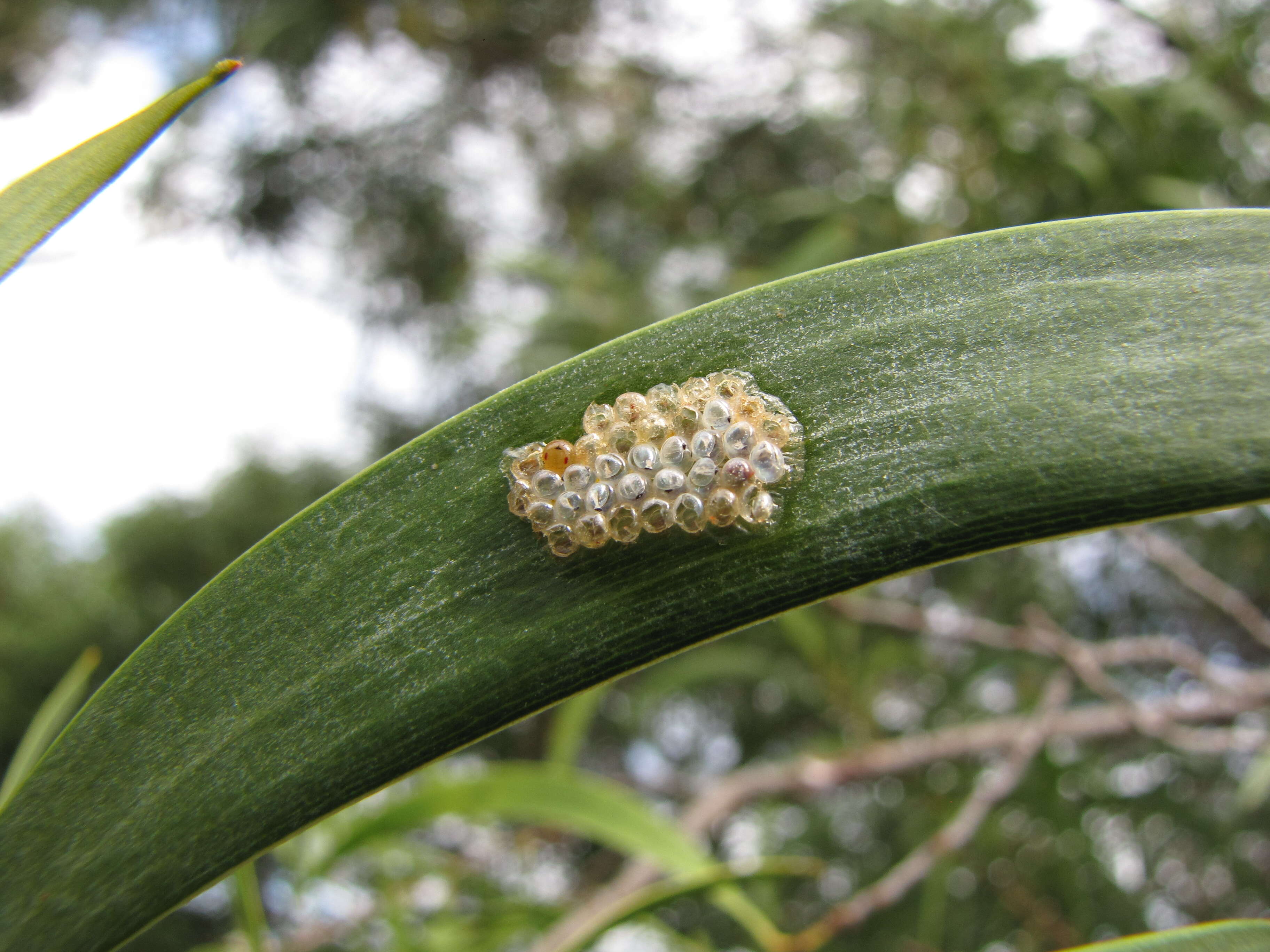 Coleotichus blackburniae White 1881 resmi