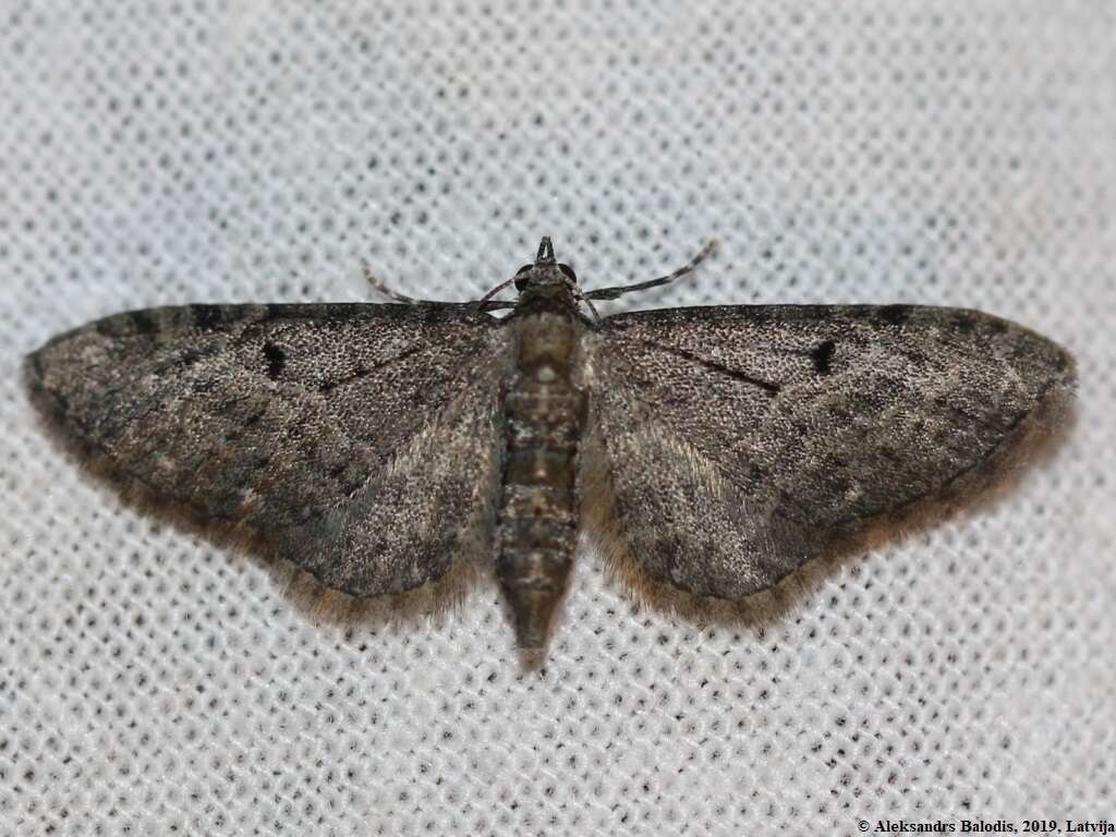 Image of Eupithecia selinata Herrich-Schäffer 1861