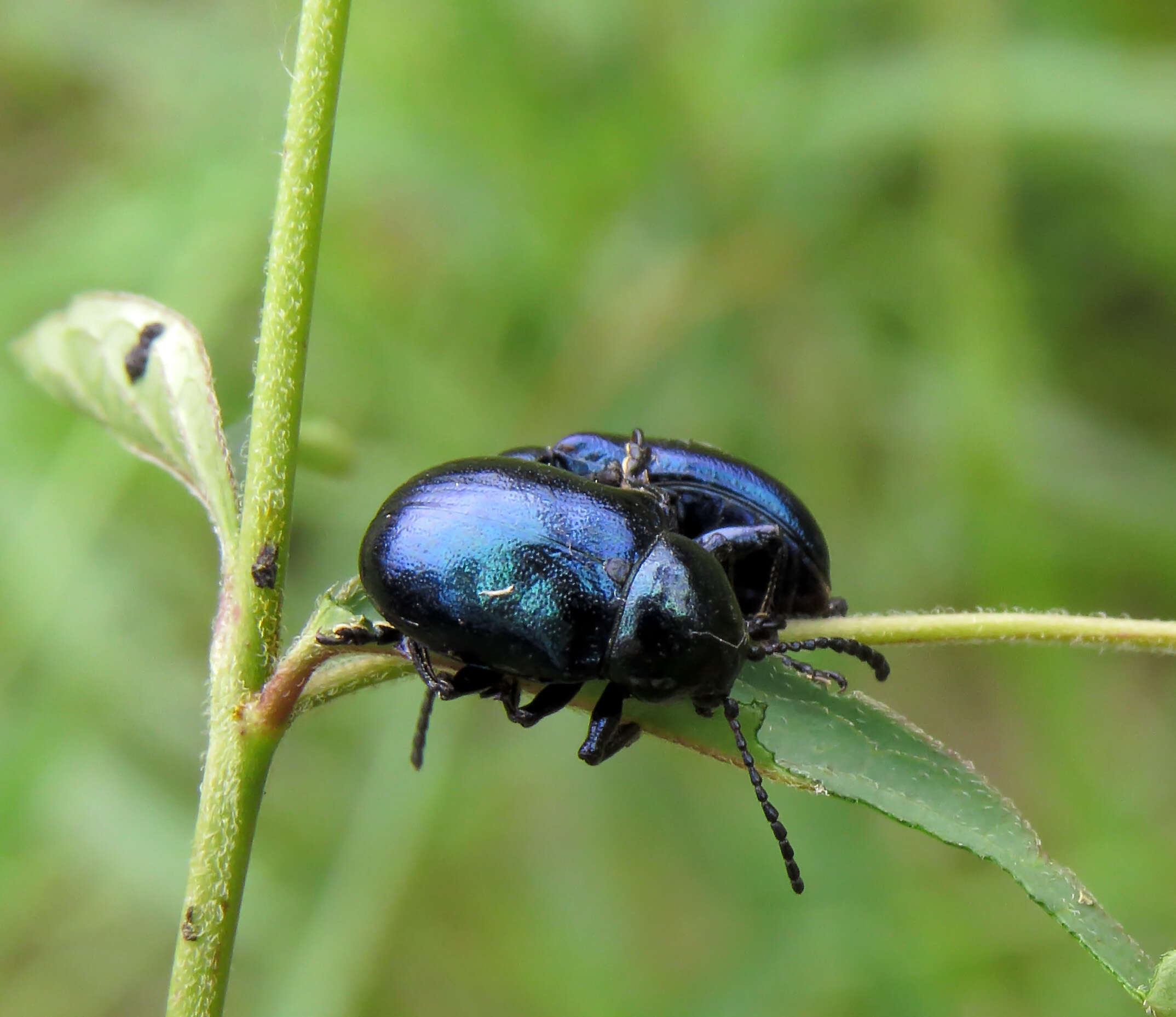 Image of Chrysochus asclepiadeus