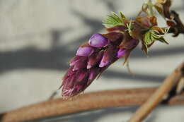 Wisteria brachybotrys Siebold & Zucc.的圖片